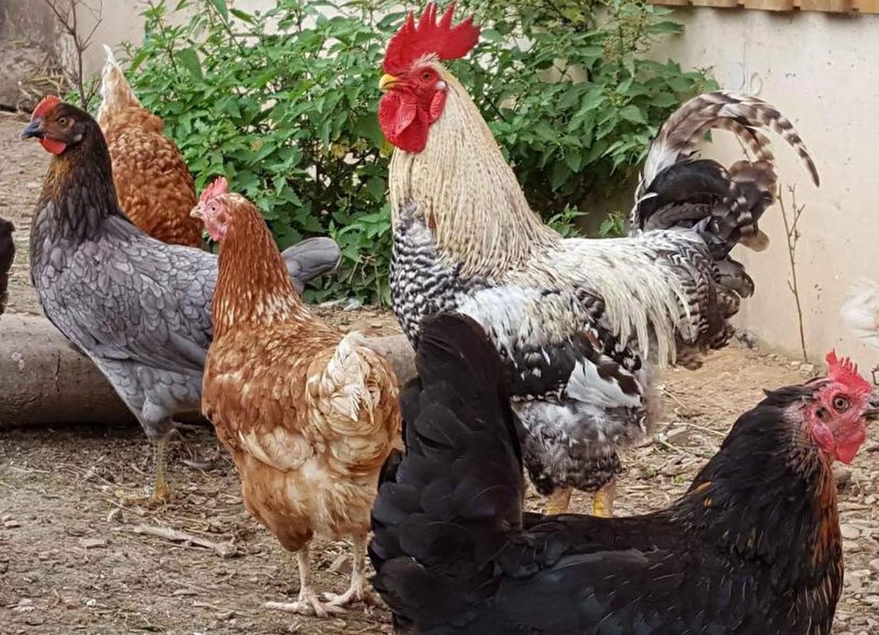 Ferienwohnung Peitz Eslohe Ngoại thất bức ảnh